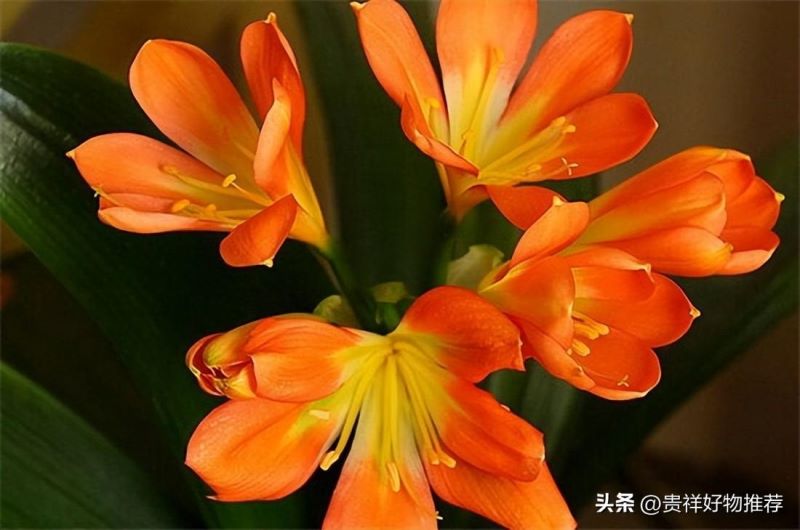 冬季开什么花「冬天开什么花 常见」